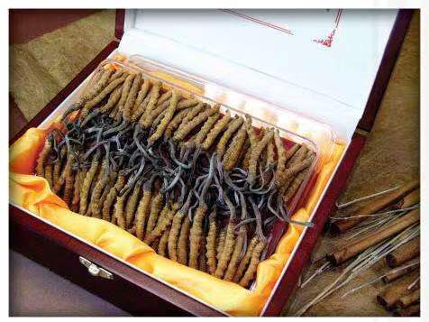 友谊冬虫夏草回收